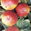 Jabloň zimní 'Matčino' - Malus domestica 'Matčino'