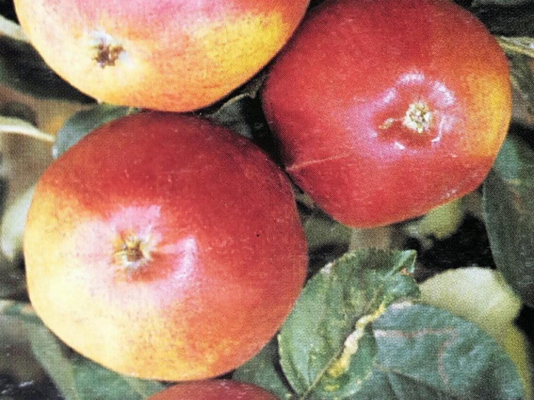 Jabloň zimní 'Matčino' - Malus domestica 'Matčino'