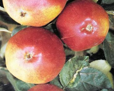 Jabloň zimní 'Matčino'