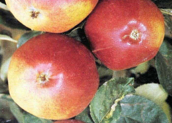 Jabloň domácí 'Matčino' - Malus domestica 'Matčino'