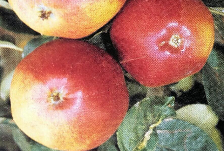 Jabloň zimní 'Matčino' - Malus domestica 'Matčino'