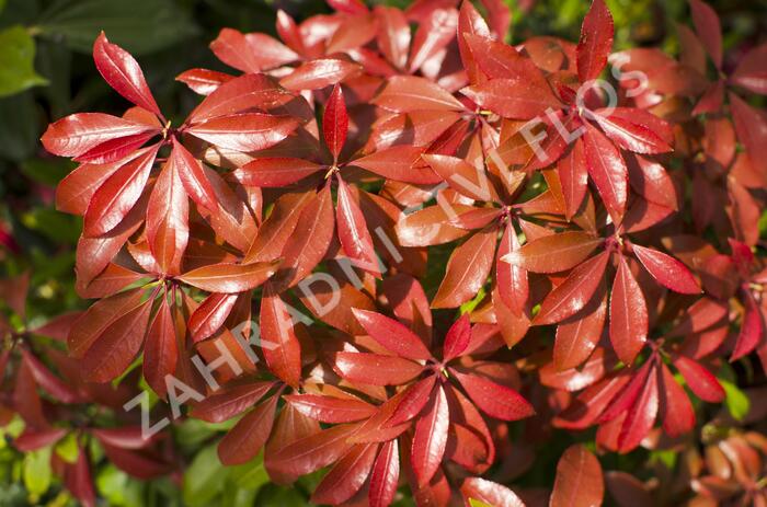 Pieris japonský 'Mountain Fire' - Pieris japonica 'Mountain Fire'