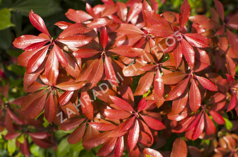 Pieris japonský 'Mountain Fire' - Pieris japonica 'Mountain Fire'