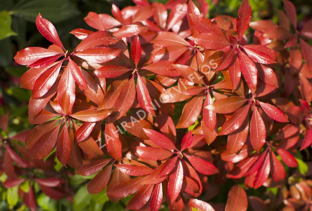 Pieris japonský 'Mountain Fire' - Pieris japonica 'Mountain Fire'