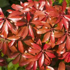 Pieris japonský 'Mountain Fire' - Pieris japonica 'Mountain Fire'