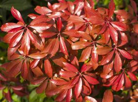 Pieris japonský 'Mountain Fire' - Pieris japonica 'Mountain Fire'