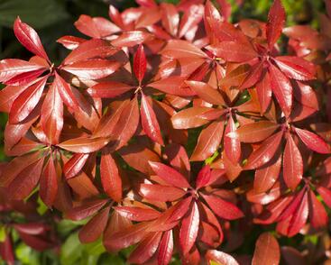 Pieris japonský 'Mountain Fire'