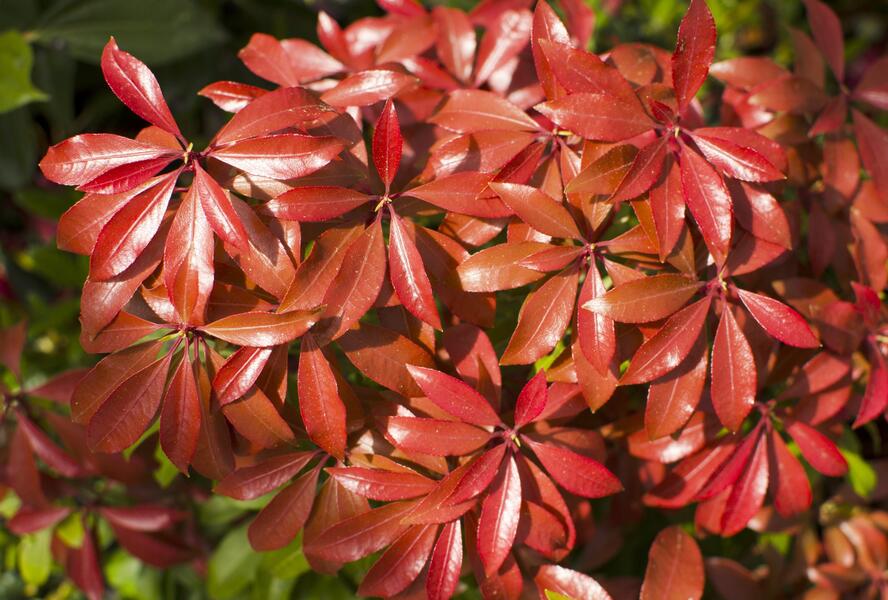Pieris japonský 'Mountain Fire' - Pieris japonica 'Mountain Fire'