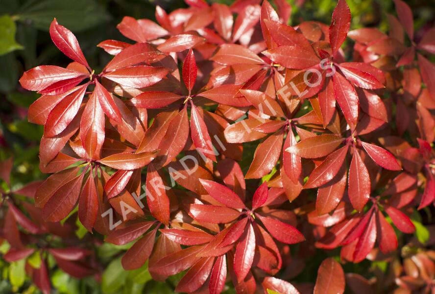 Pieris japonský 'Mountain Fire' - Pieris japonica 'Mountain Fire'