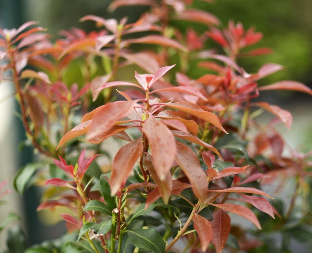 Pieris japonský 'Mountain Fire' - Pieris japonica 'Mountain Fire'