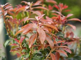 Pieris japonský 'Mountain Fire' - Pieris japonica 'Mountain Fire'