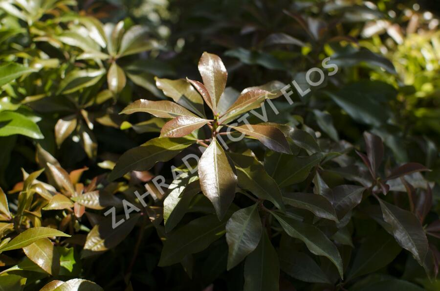 Pieris japonský 'Mountain Fire' - Pieris japonica 'Mountain Fire'