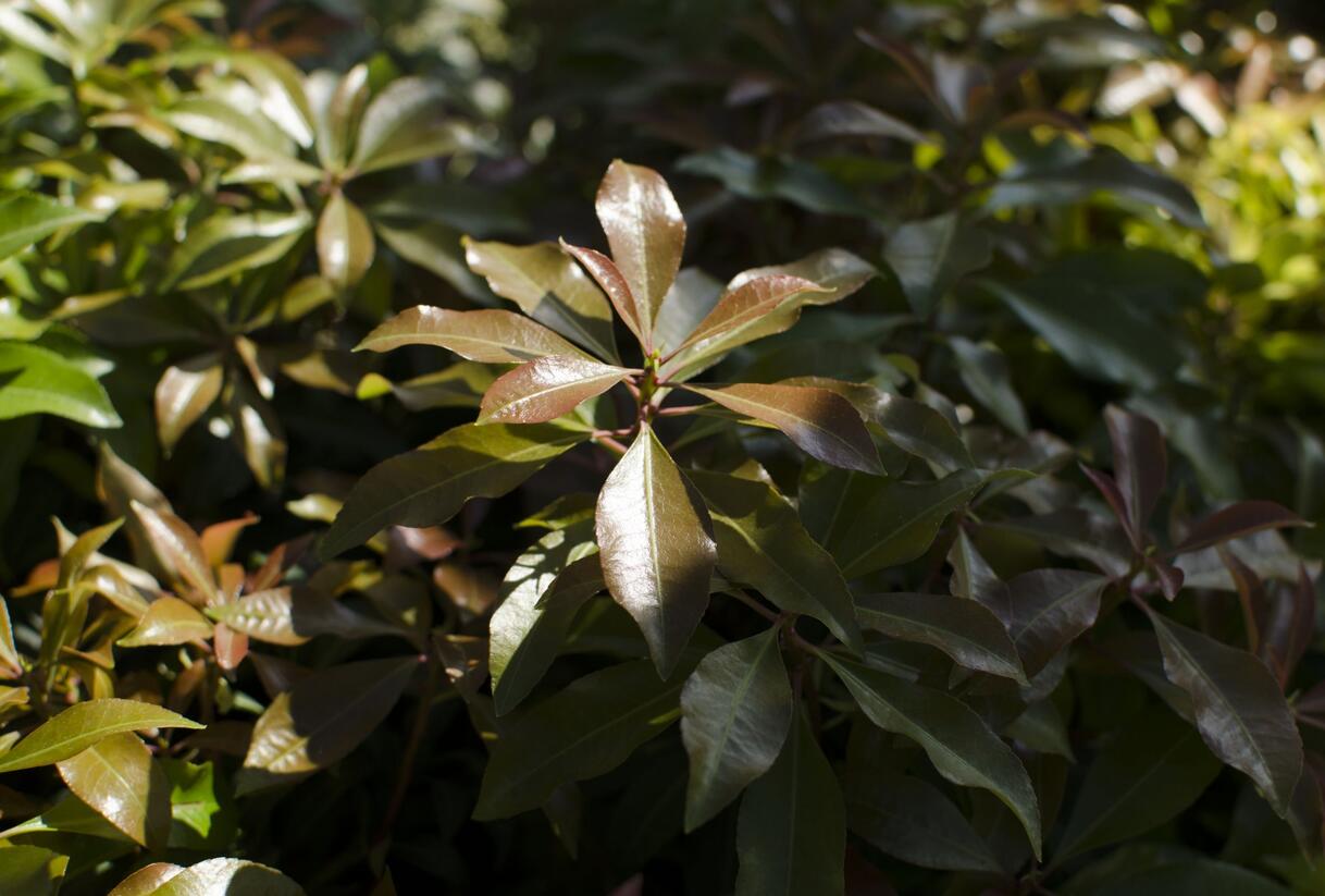 Pieris japonský 'Mountain Fire' - Pieris japonica 'Mountain Fire'