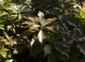 Pieris japonský 'Mountain Fire' - Pieris japonica 'Mountain Fire'