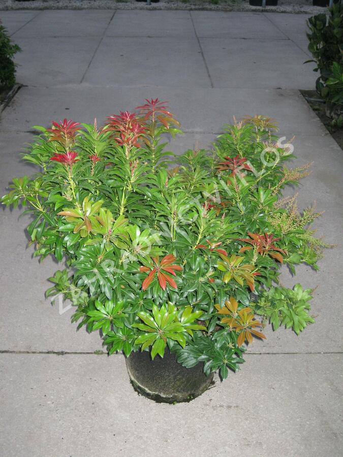 Pieris japonský 'Mountain Fire' - Pieris japonica 'Mountain Fire'