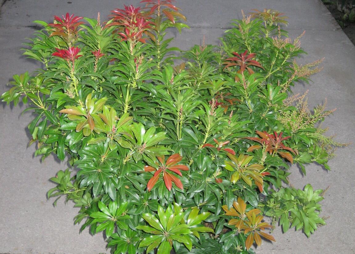 Pieris japonský 'Mountain Fire' - Pieris japonica 'Mountain Fire'
