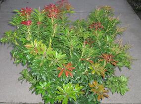 Pieris japonský 'Mountain Fire' - Pieris japonica 'Mountain Fire'