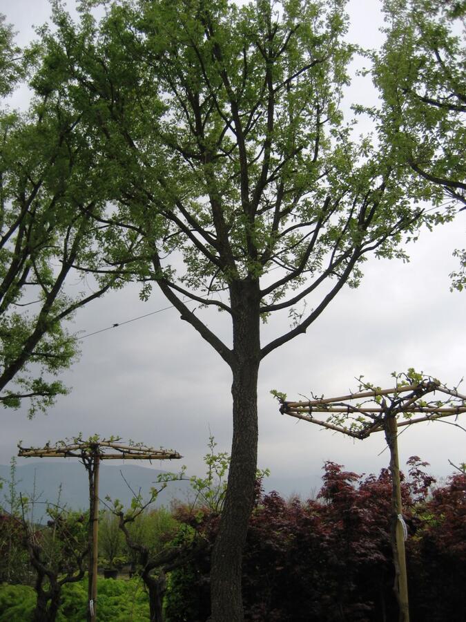 Dub pýřitý - Quercus pubescens