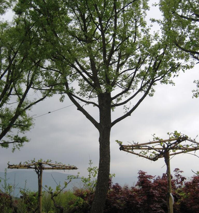 Dub pýřitý - Quercus pubescens