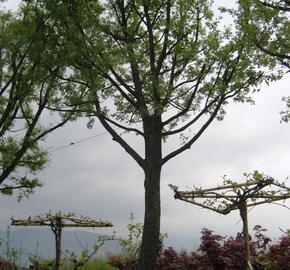Dub pýřitý - Quercus pubescens