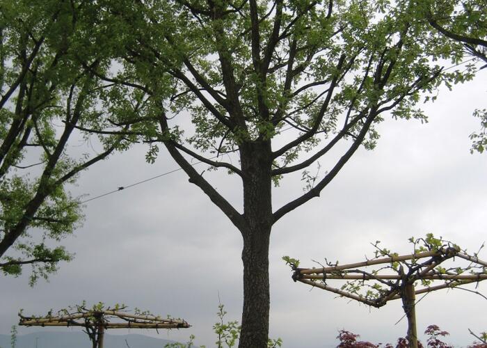 Dub pýřitý - Quercus pubescens