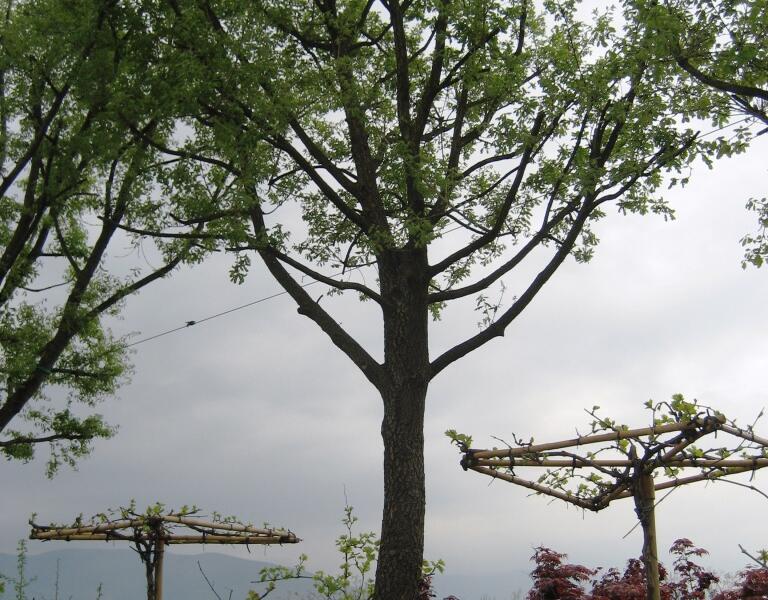 Dub pýřitý - Quercus pubescens