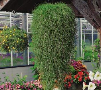 Psineček výběžkatý 'Green Twist' - Agrostis stolonifera 'Green Twist'