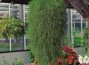 Psineček výběžkatý 'Green Twist' - Agrostis stolonifera 'Green Twist'