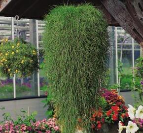 Psineček výběžkatý 'Green Twist' - Agrostis stolonifera 'Green Twist'