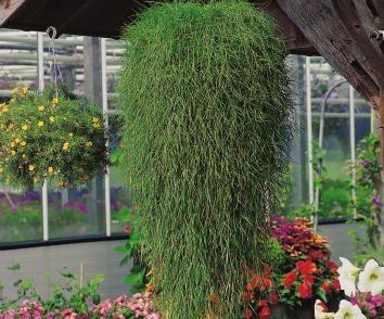 Psineček výběžkatý 'Green Twist'