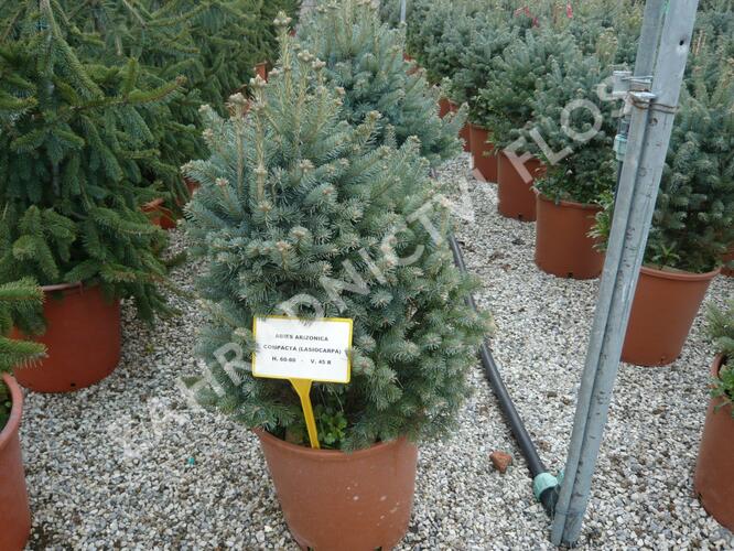 Jedle plstnatoplodá 'Compacta' - Abies lasiocarpa arizonica 'Compacta'