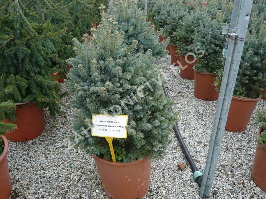 Jedle plstnatoplodá 'Compacta' - Abies lasiocarpa arizonica 'Compacta'