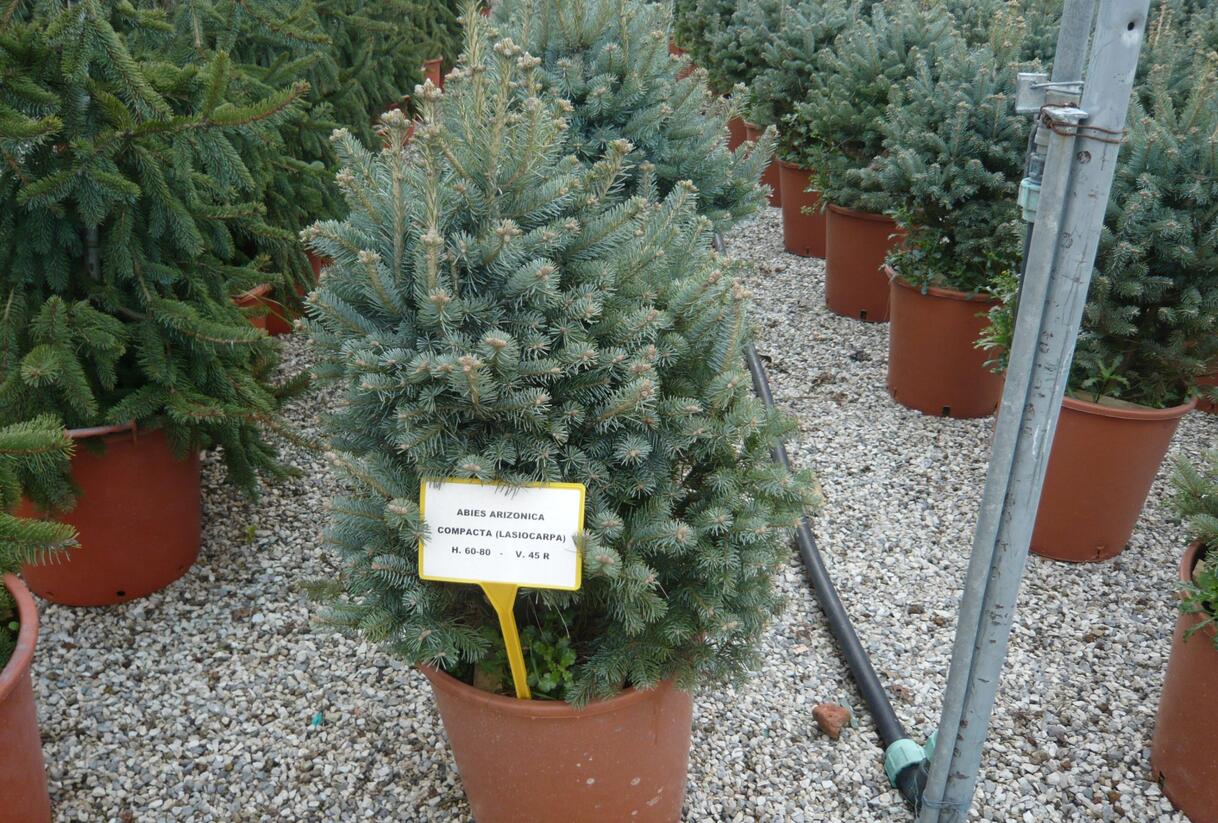 Jedle plstnatoplodá 'Compacta' - Abies lasiocarpa arizonica 'Compacta'