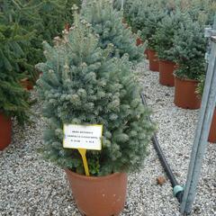 Jedle plstnatoplodá 'Compacta' - Abies lasiocarpa arizonica 'Compacta'