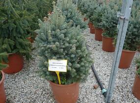 Jedle plstnatoplodá 'Compacta' - Abies lasiocarpa arizonica 'Compacta'