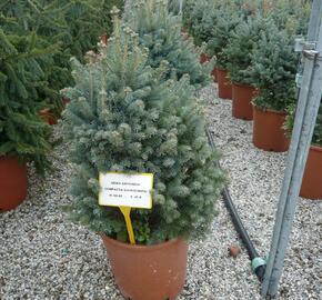 Jedle plstnatoplodá 'Compacta' - Abies lasiocarpa arizonica 'Compacta'