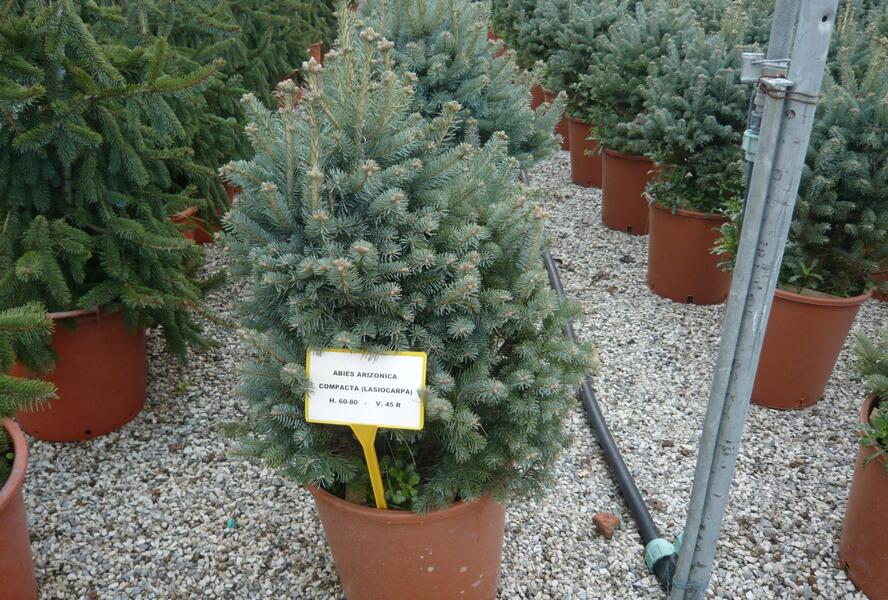 Jedle plstnatoplodá 'Compacta' - Abies lasiocarpa arizonica 'Compacta'
