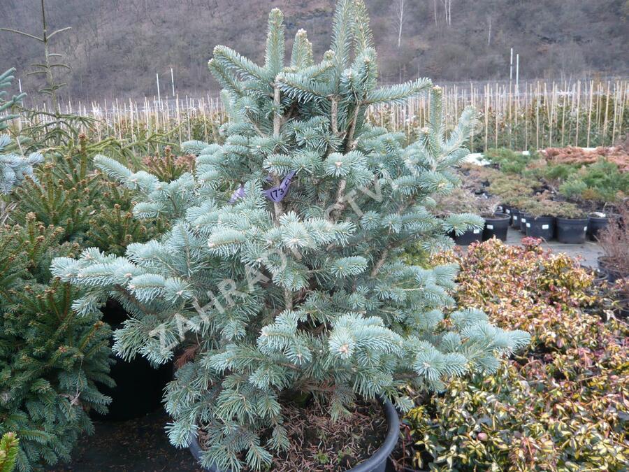 Jedle plstnatoplodá 'Compacta' - Abies lasiocarpa arizonica 'Compacta'
