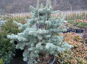 Jedle plstnatoplodá 'Compacta' - Abies lasiocarpa arizonica 'Compacta'