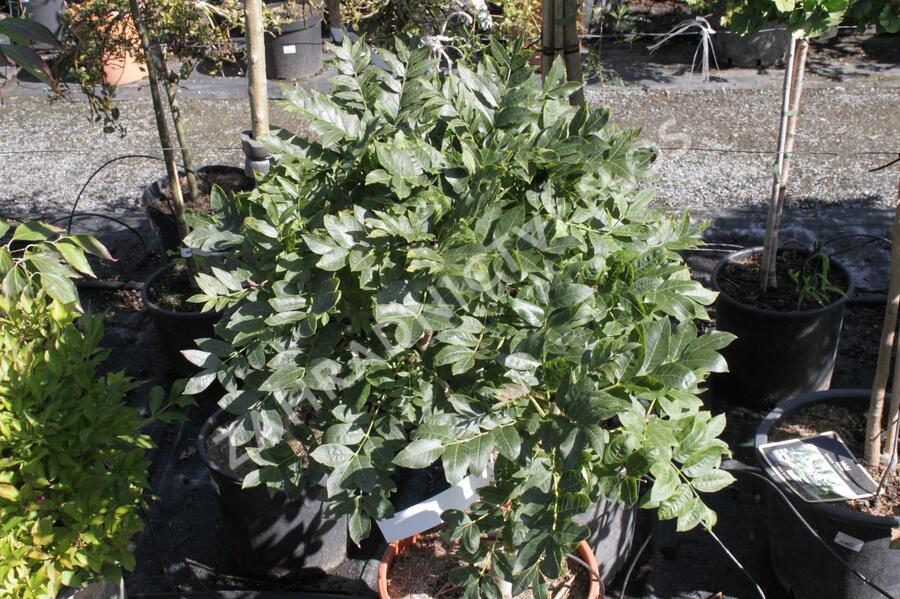 Jasan ztepilý 'Diggi's Saule' - Fraxinus excelsior 'Diggi's Saule'