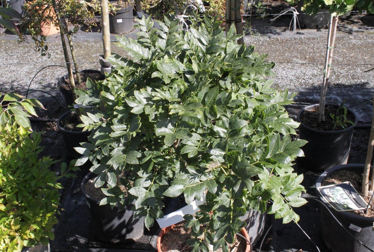 Jasan ztepilý 'Diggi's Saule' - Fraxinus excelsior 'Diggi's Saule'