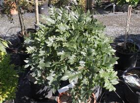 Jasan ztepilý 'Diggi's Saule' - Fraxinus excelsior 'Diggi's Saule'