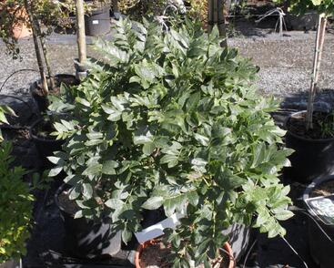 Jasan ztepilý 'Diggi's Saule'