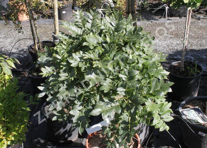 Jasan ztepilý 'Diggi's Saule' - Fraxinus excelsior 'Diggi's Saule'