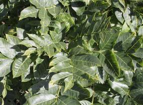 Jasan ztepilý 'Diggi's Saule' - Fraxinus excelsior 'Diggi's Saule'