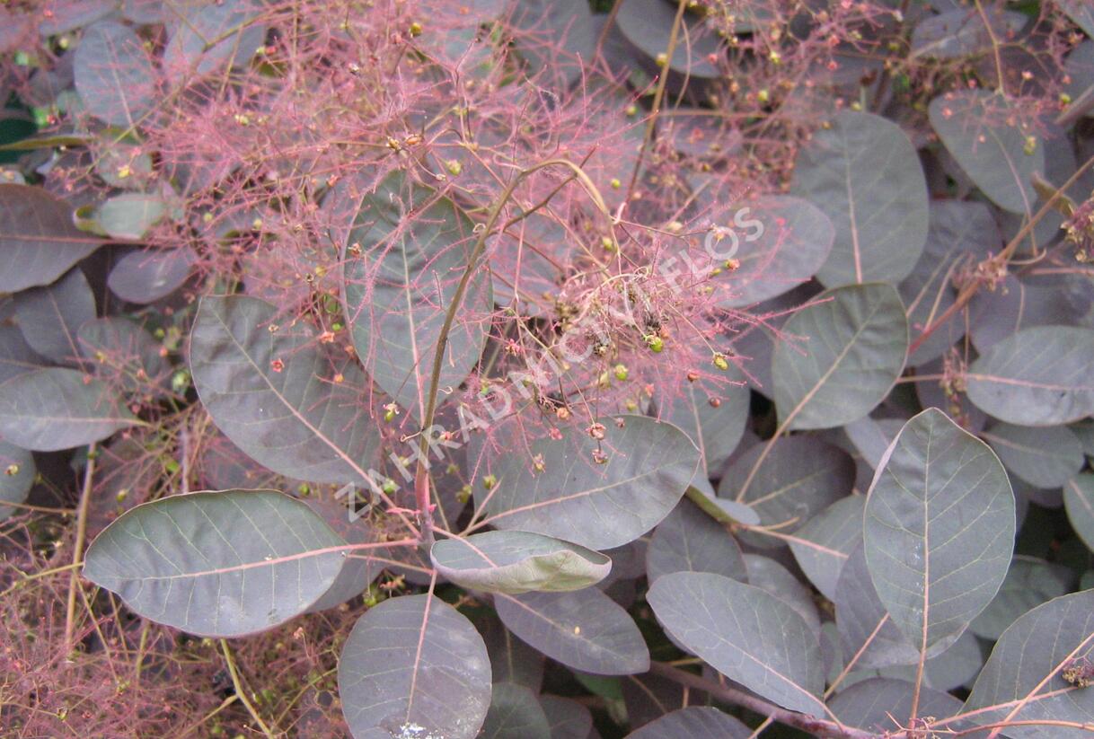 Ruj vlasatá 'Velvet Cloak' - Cotinus coggygria 'Velvet Cloak'