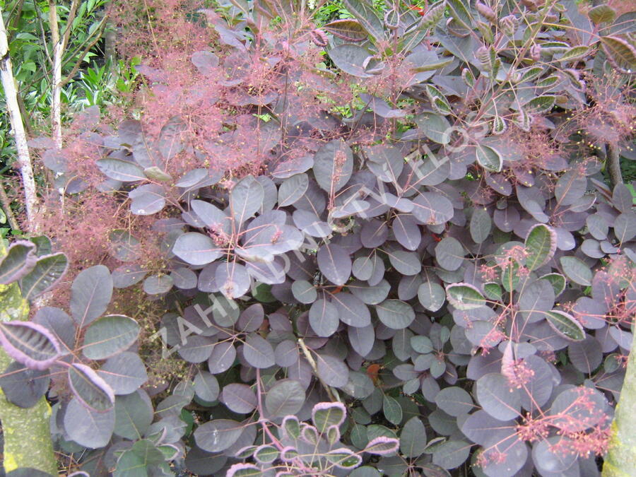 Ruj vlasatá 'Velvet Cloak' - Cotinus coggygria 'Velvet Cloak'