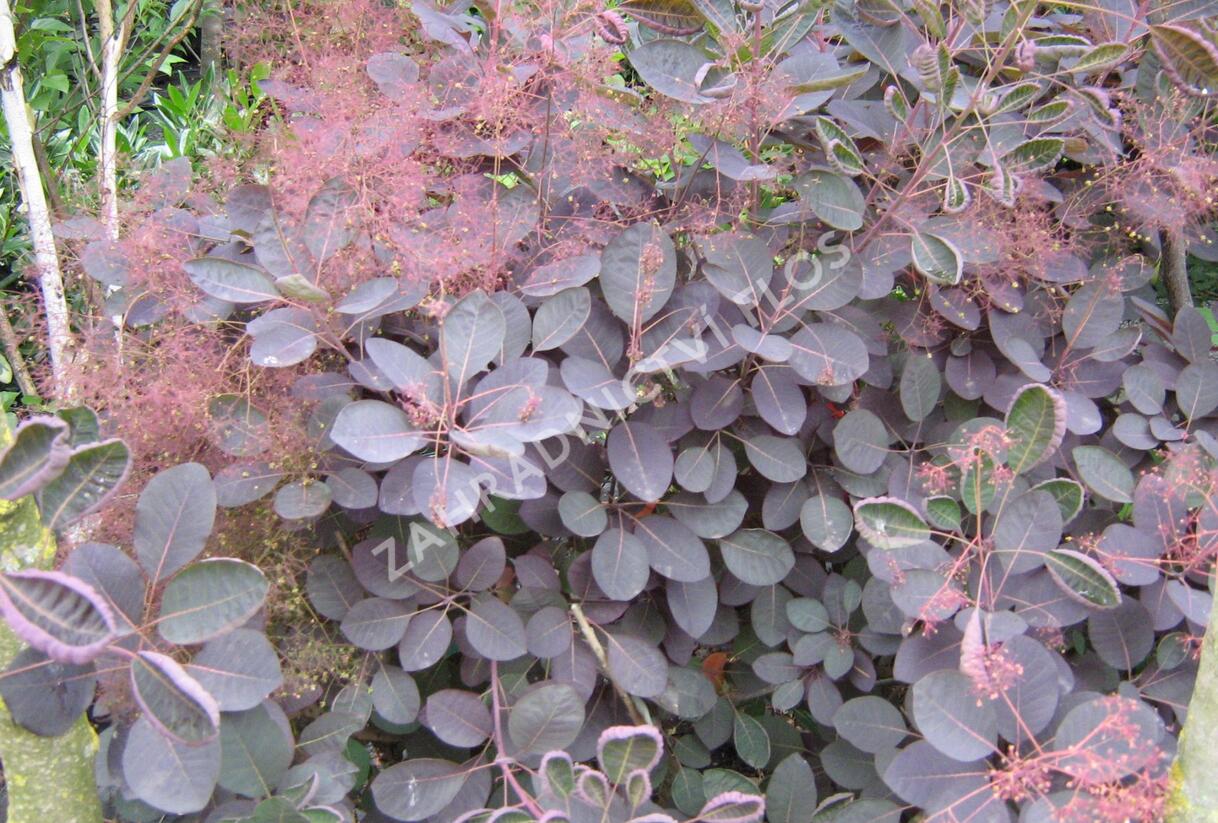 Ruj vlasatá 'Velvet Cloak' - Cotinus coggygria 'Velvet Cloak'