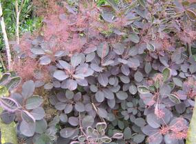 Ruj vlasatá 'Velvet Cloak' - Cotinus coggygria 'Velvet Cloak'