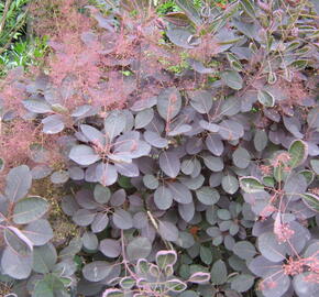 Ruj vlasatá 'Velvet Cloak' - Cotinus coggygria 'Velvet Cloak'